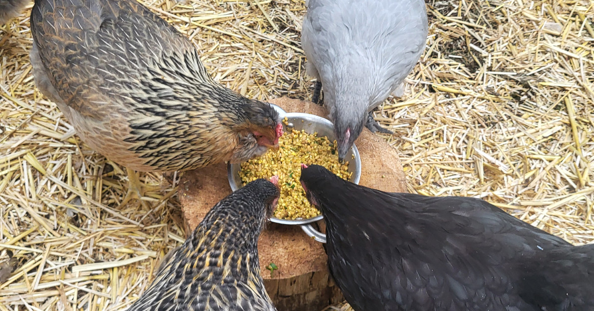 Sunny's Organic Farm